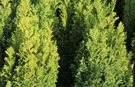 Gelbe Kegelzypresse / Mooszypresse / Scheinzypresse 'Ellwood's Gold'