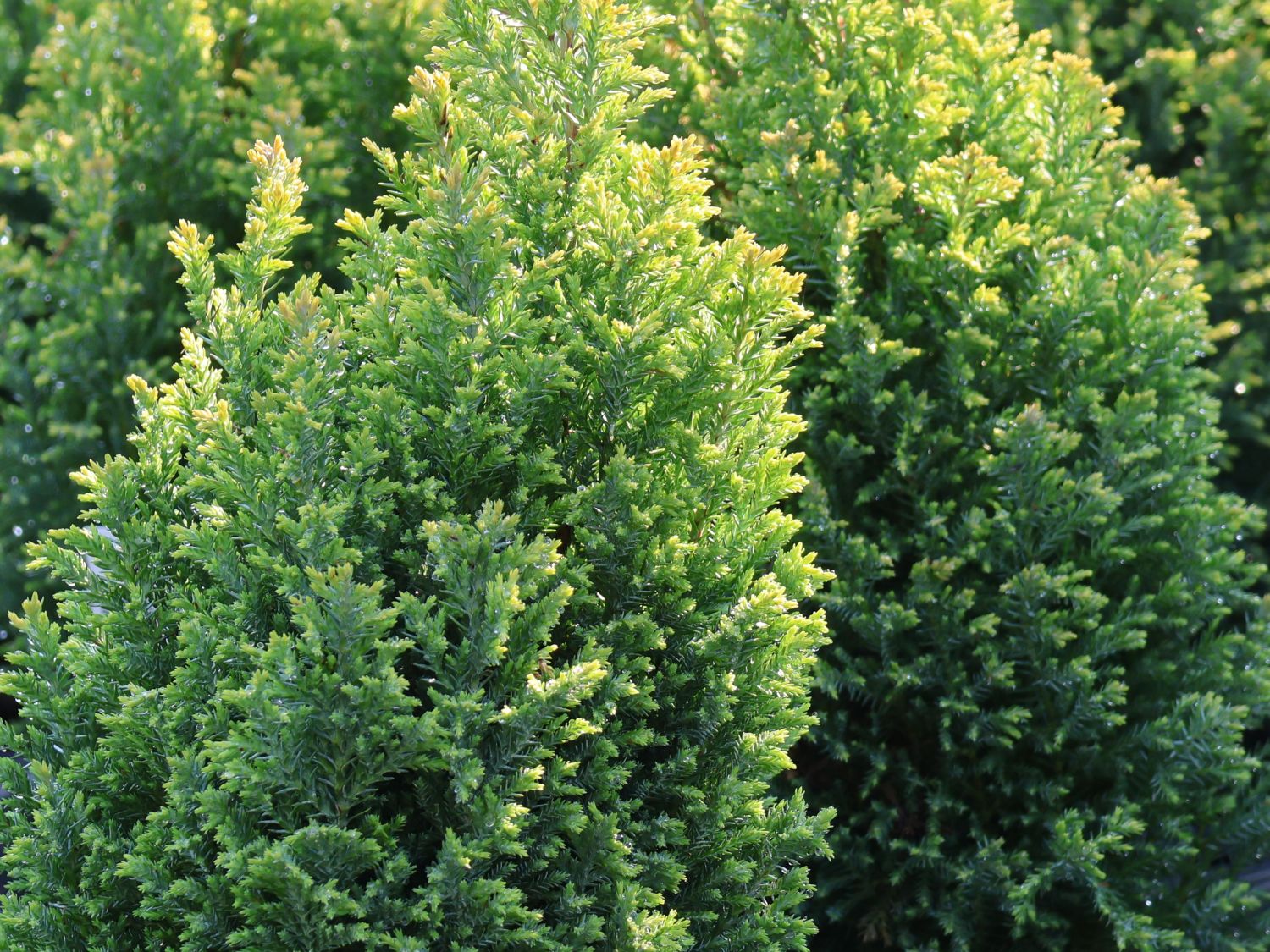 Gelbe Kegelzypresse / Mooszypresse / Scheinzypresse 'Ellwood's Gold' - Chamaecyparis lawsoniana 'Ellwood's Gold'