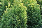 Gelbe Kegelzypresse / Mooszypresse / Scheinzypresse 'Ellwood's Gold' - Chamaecyparis lawsoniana 'Ellwood's Gold'