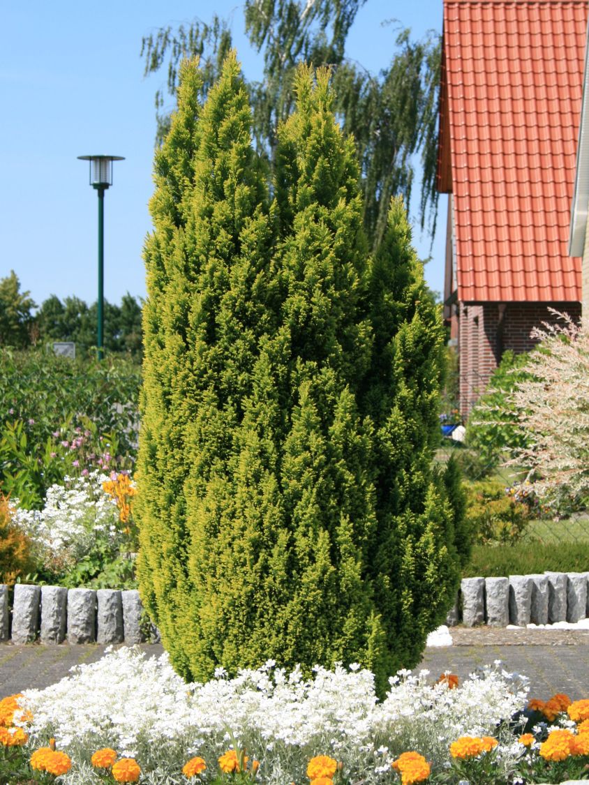 Gelbe Kegelzypresse / Mooszypresse / Scheinzypresse 'Ellwood's Gold' - Chamaecyparis lawsoniana 'Ellwood's Gold'