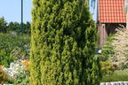 Gelbe Kegelzypresse / Mooszypresse / Scheinzypresse 'Ellwood's Gold' - Chamaecyparis lawsoniana 'Ellwood's Gold'