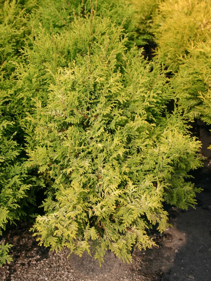 Gelbe Mooszypresse 'Plumosa Aurea' / Goldfederzypresse