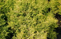 Gelbe Mooszypresse 'Plumosa Aurea' / Goldfederzypresse