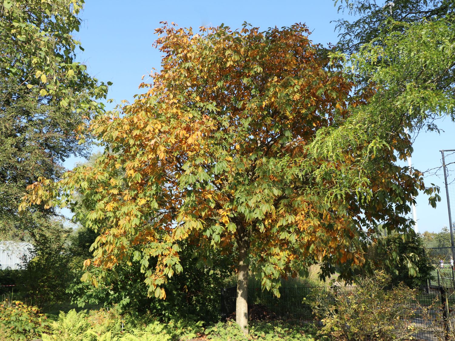 Gelbe Pavie 'Vestita'