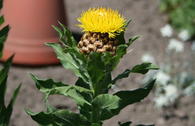 Gelbe Riesen-Flockenblume