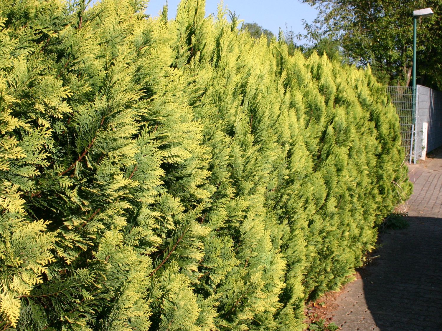 Gelbe Säulenzypresse 'Alumigold' - Chamaecyparis lawsoniana 'Alumigold'