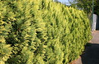 Gelbe Säulenzypresse 'Alumigold'