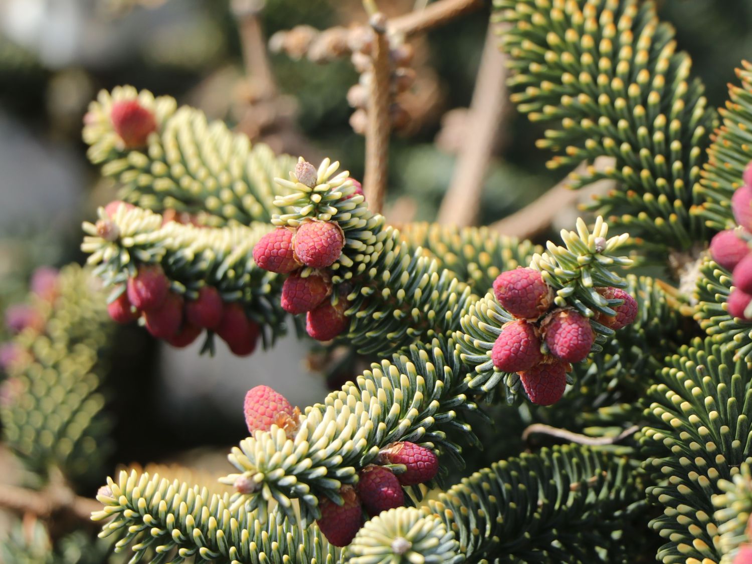 Gelbe Spanische Tanne 'Aurea' - Abies pinsapo 'Aurea'