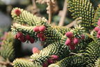 Gelbe Spanische Tanne 'Aurea' - Abies pinsapo 'Aurea'