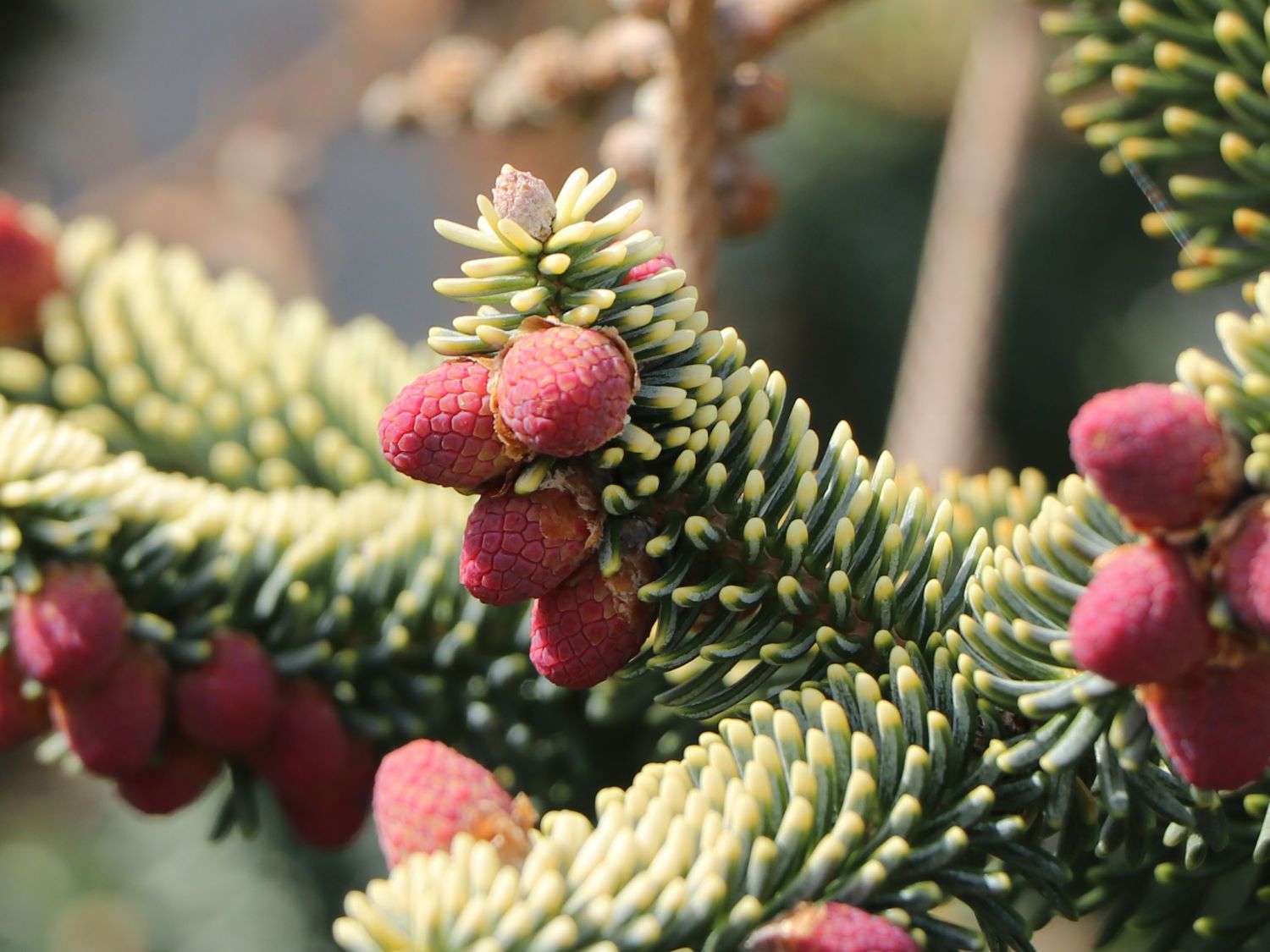 Gelbe Spanische Tanne 'Aurea' - Abies pinsapo 'Aurea'