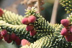 Gelbe Spanische Tanne 'Aurea' - Abies pinsapo 'Aurea'