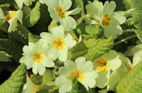 Gelbe Stängellose Schlüsselblume - Primula vulgaris