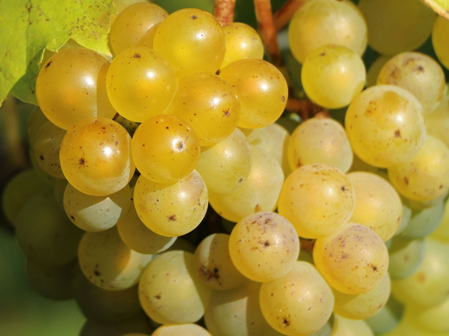 Gelbe Tafeltraube 'Frumosa Alba' ® - Vitis vinifera 'Frumoasa Alba' ®