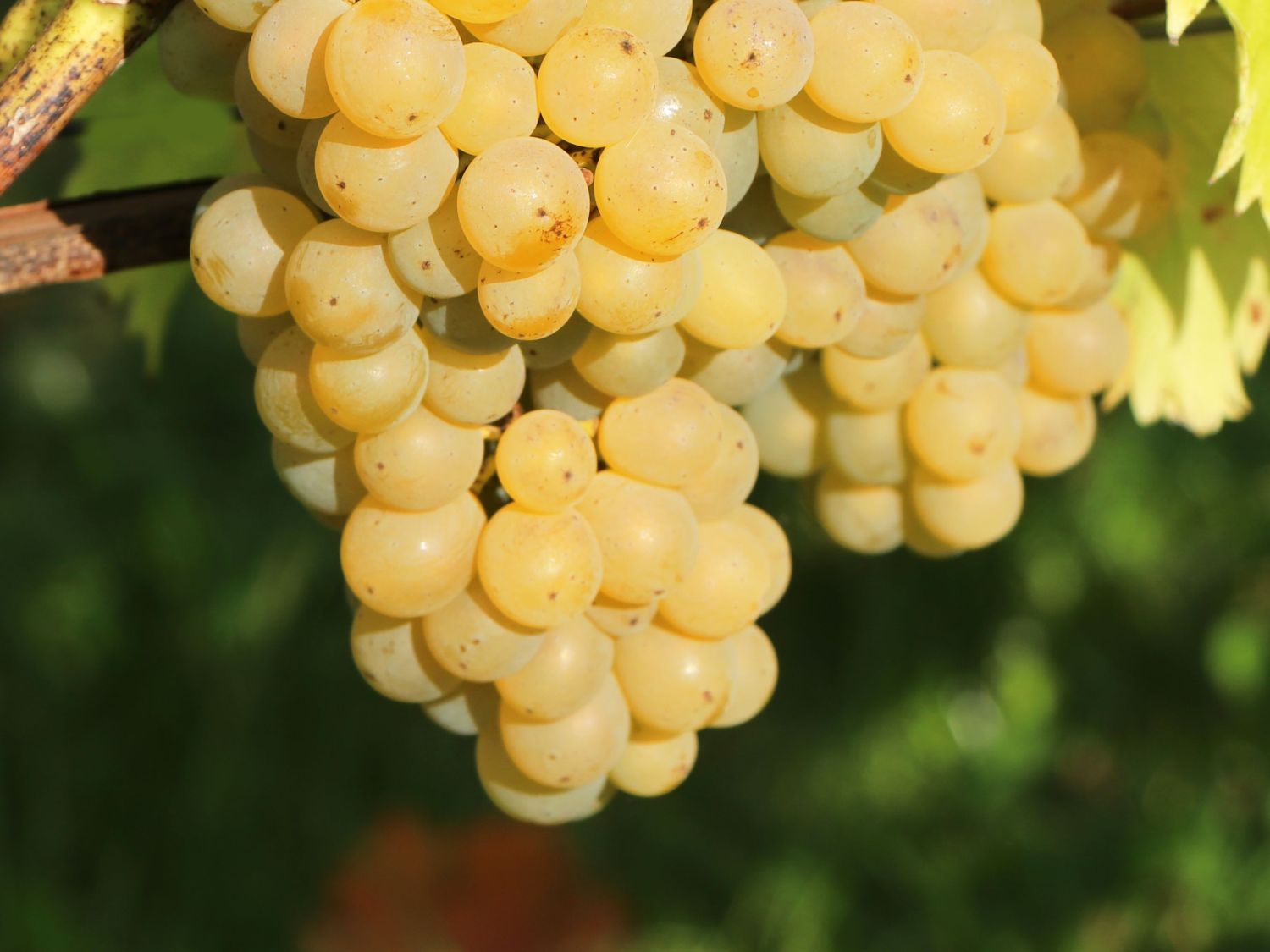 Gelbe Tafeltraube 'Frumosa Alba' ® - Vitis vinifera 'Frumoasa Alba' ®