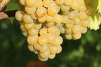 Gelbe Tafeltraube 'Frumosa Alba' ® - Vitis vinifera 'Frumoasa Alba' ®