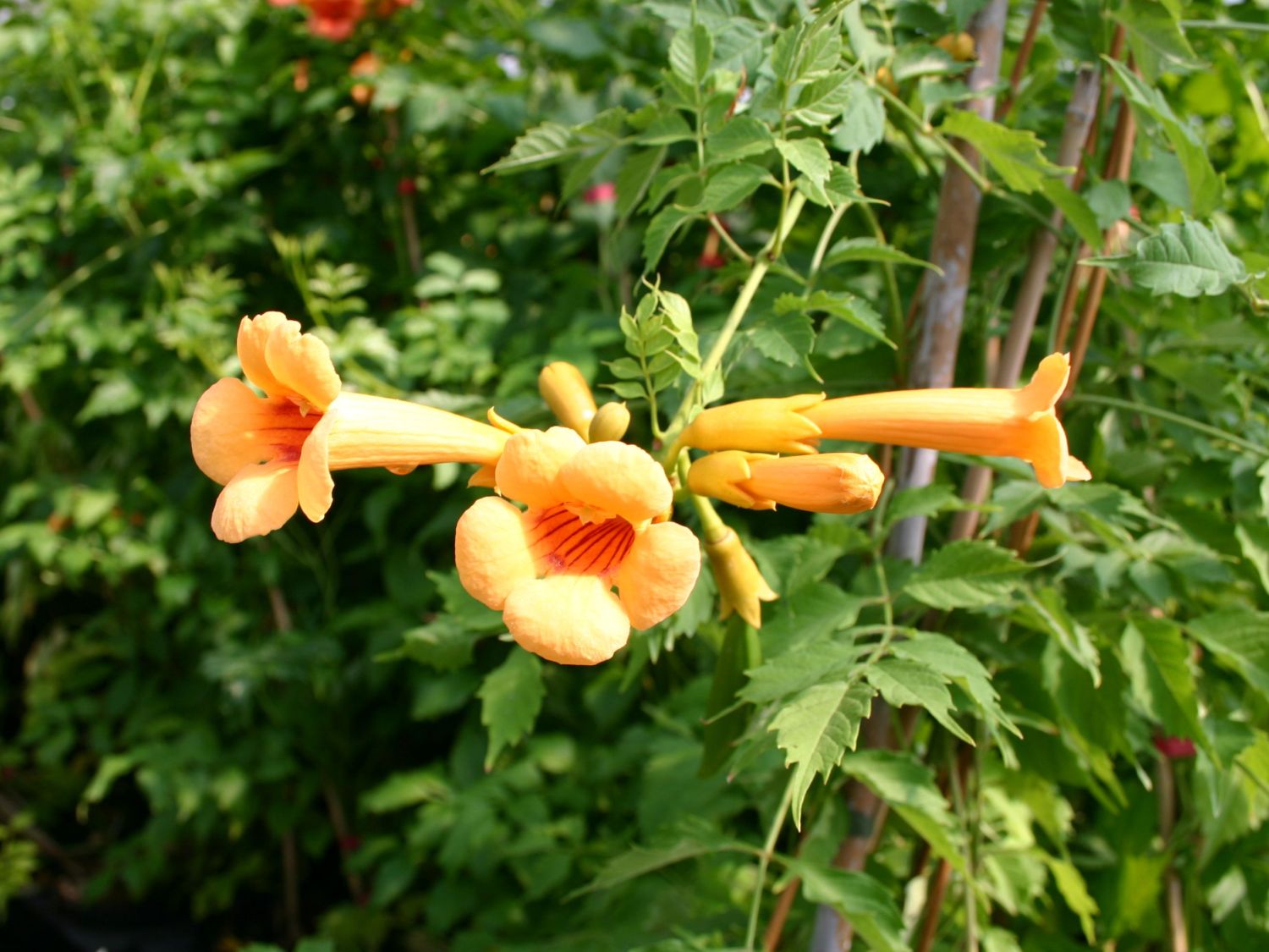 Trompetenblumen (Campsis)
