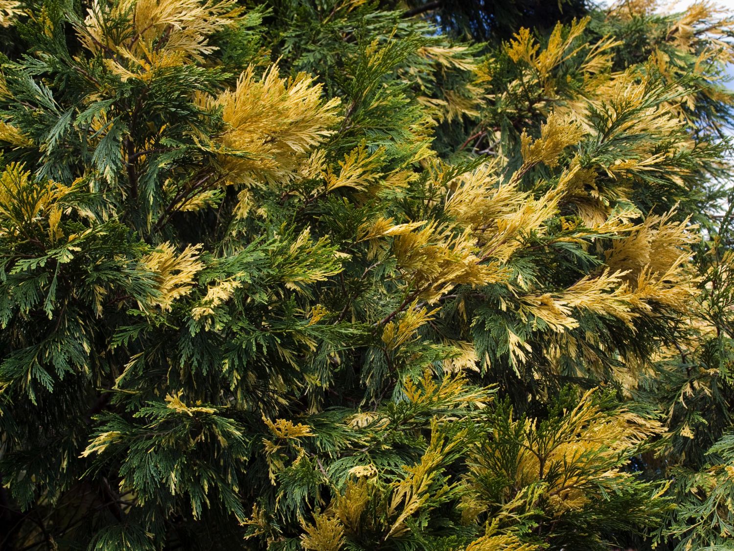 Weihrauchzedern (Calocedrus)