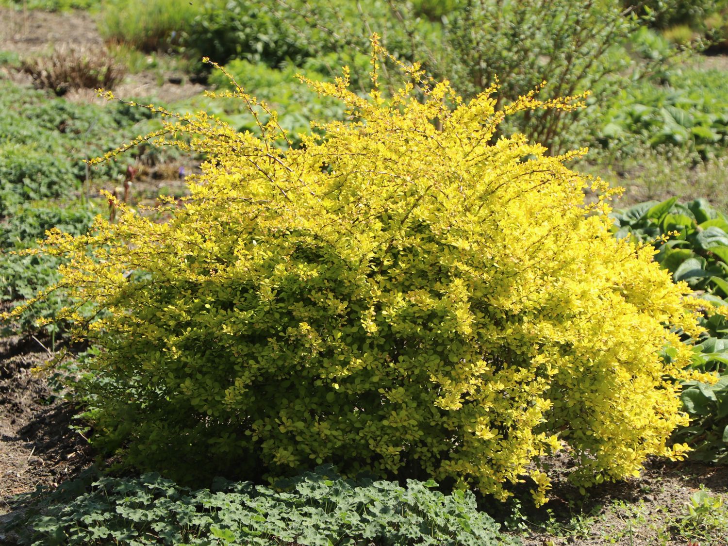 Gelbe Zwergberberitze / Goldberberitze 'Aurea'