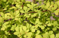 Gelbe Zwergberberitze / Goldberberitze 'Maria'