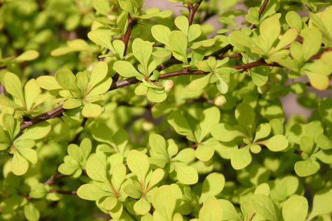 Gelbe Zwergberberitze / Goldberberitze 'Maria' - Berberis thunbergii 'Maria'