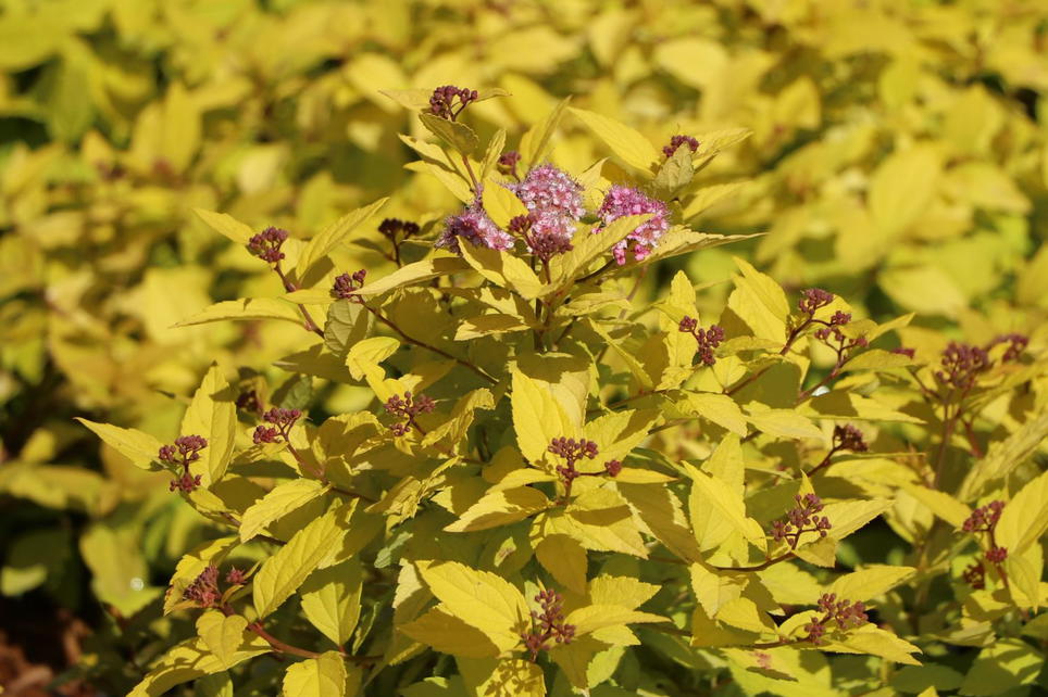 Gelbe Zwergspiere / Japanspiere 'Golden Princess' - Spiraea japonica ...