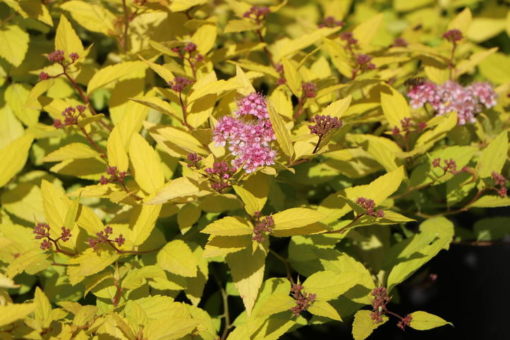 Gelbe Zwergspiere / Japanspiere 'Golden Princess' - Spiraea japonica ...