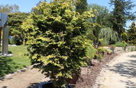 Gelbe Zwergzypresse 'Fernspray Gold'