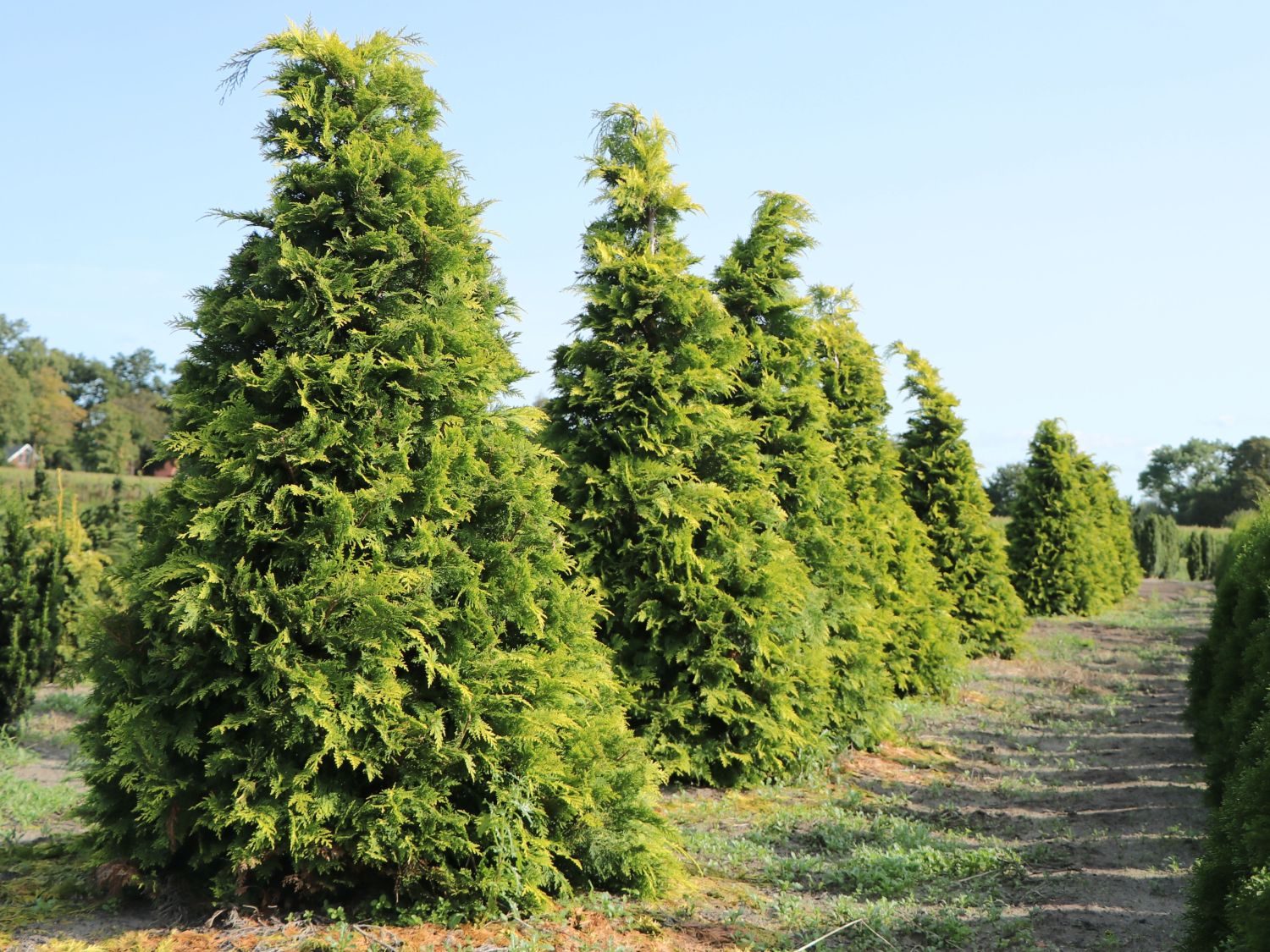 Gelbe Zypresse 'Golden Wonder' - Chamaecyparis lawsoniana 'Golden Wonder'
