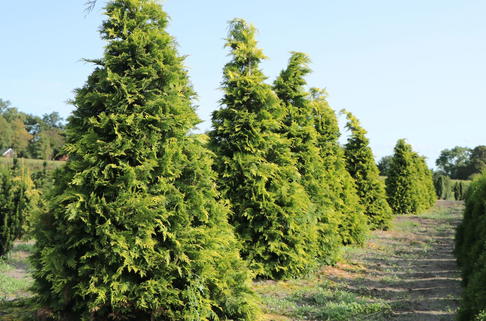Gelbe Zypresse 'Golden Wonder' - Chamaecyparis lawsoniana 'Golden Wonder'