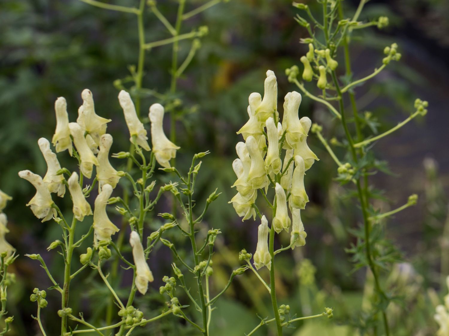 Hahnenfußblättriger Eisenhut - Aconitum lycoctonum subsp. neapolitanum