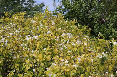 Gelber Europäischer Pfeifenstrauch 'Aureus' / Bauernjasmin 'Aureus' - Philadelphus coronarius 'Aureus'