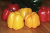 Gelber Paprika 'Beluga ® Yellow' - Capsicum annuum 'Beluga ® Yellow'
