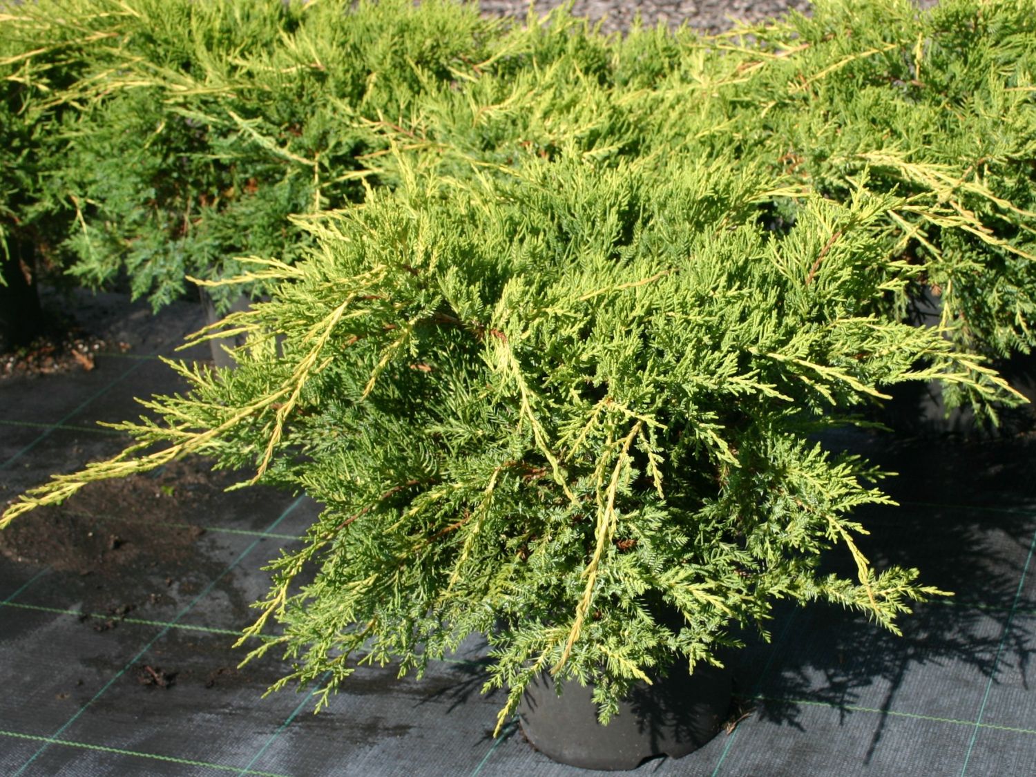 Gelber Pfitzer-Wacholder 'Pfitzeriana Aurea'