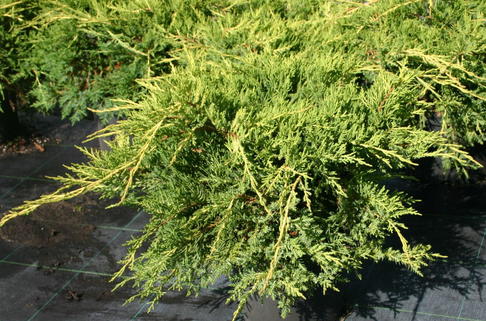 Gelber Pfitzer-Wacholder 'Pfitzeriana Aurea' - Juniperus media 'Pfitzeriana Aurea'