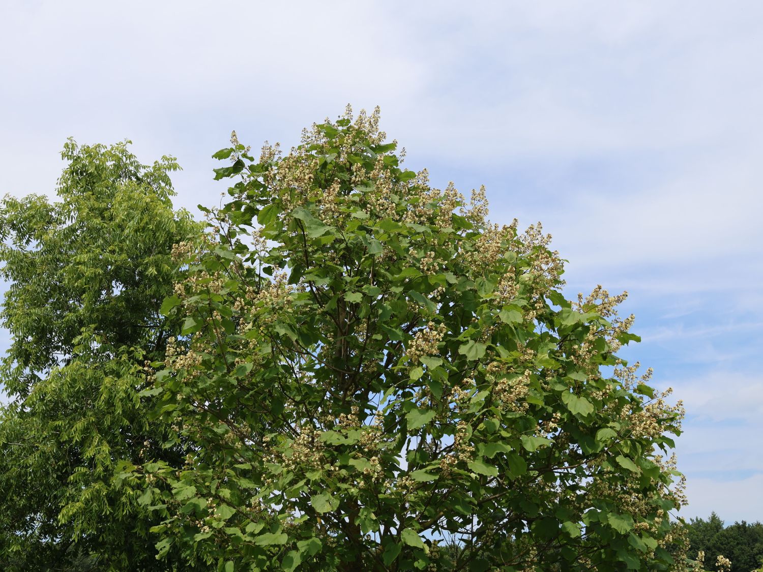 Gelber Trompetenbaum - Catalpa ovata