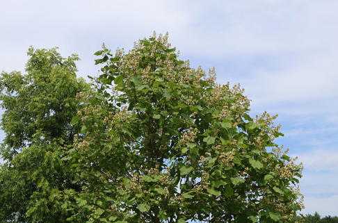 Gelber Trompetenbaum - Catalpa ovata