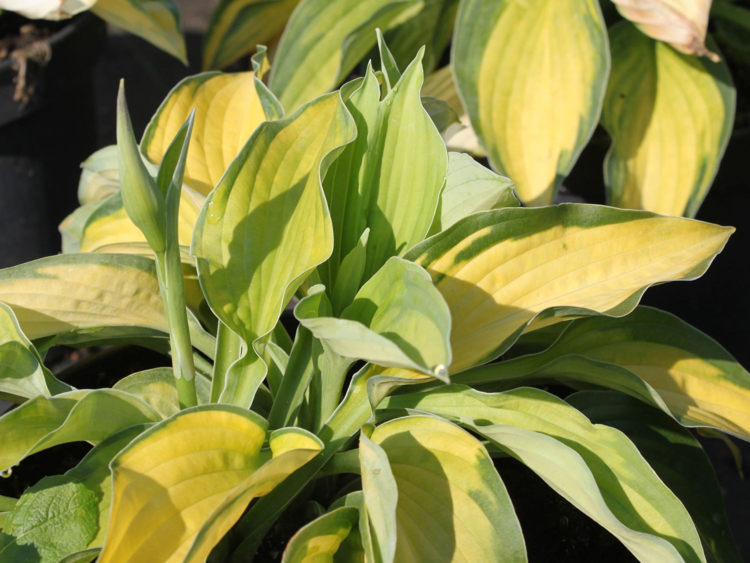 Gelbgrüne-Funkie 'Gold Standard'