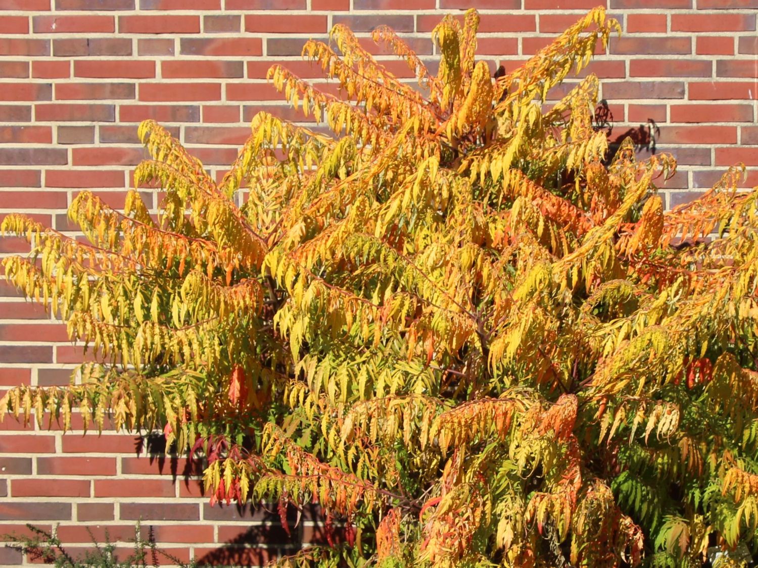 Gelbgrüner Essigbaum / Hirschkolben-Sumach 'Tiger Eyes' ®