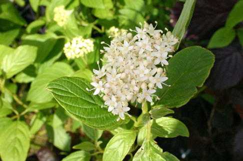 Gelbholz Hartriegel / Seidiger Hartriegel 'Flaviramea' - Cornus sericea 'Flaviramea'