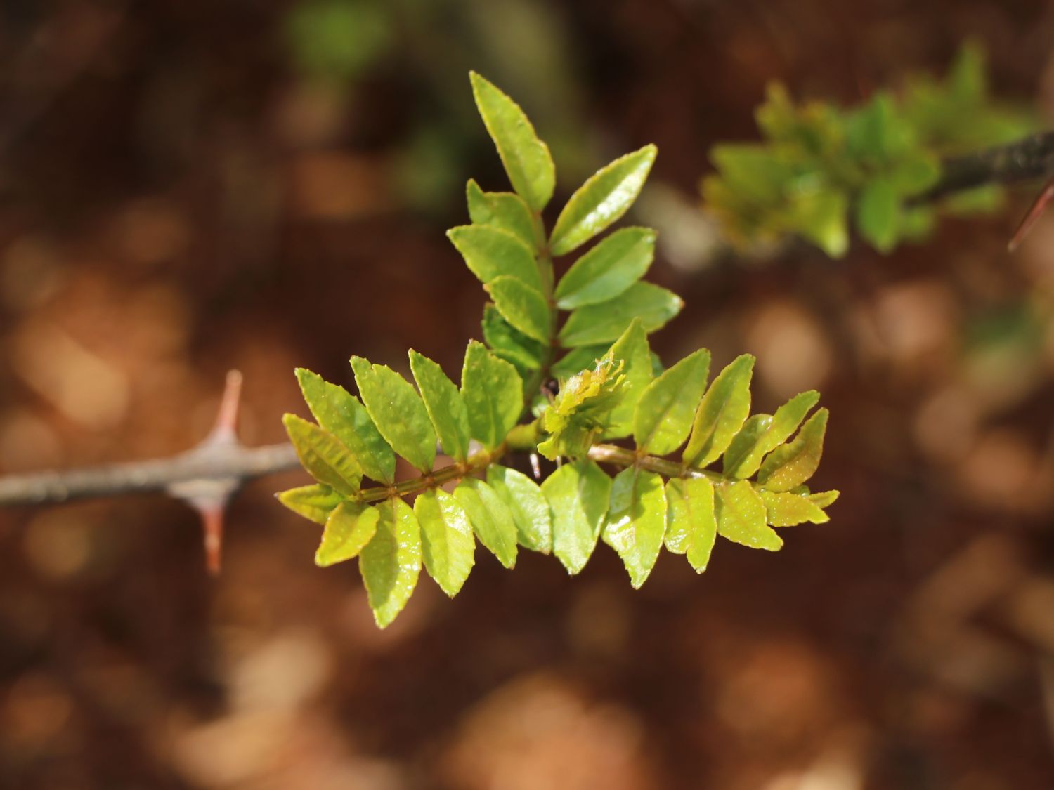 Gelbholz - Zanthoxylum americanum