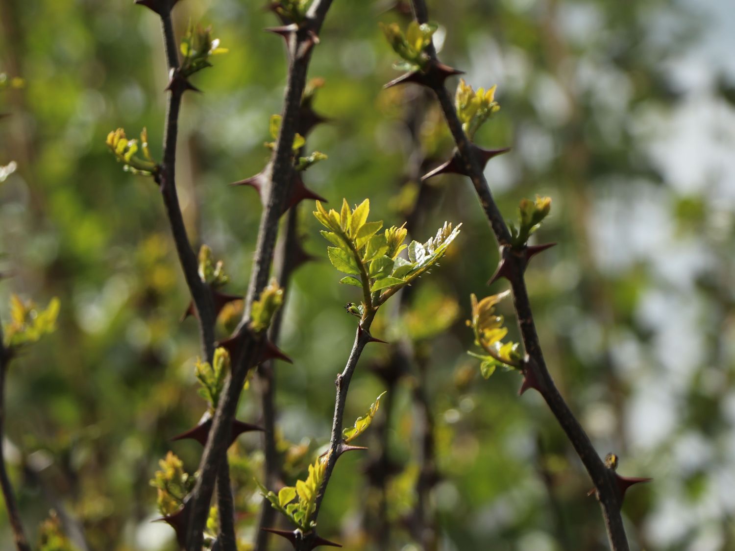 Gelbholz - Zanthoxylum americanum