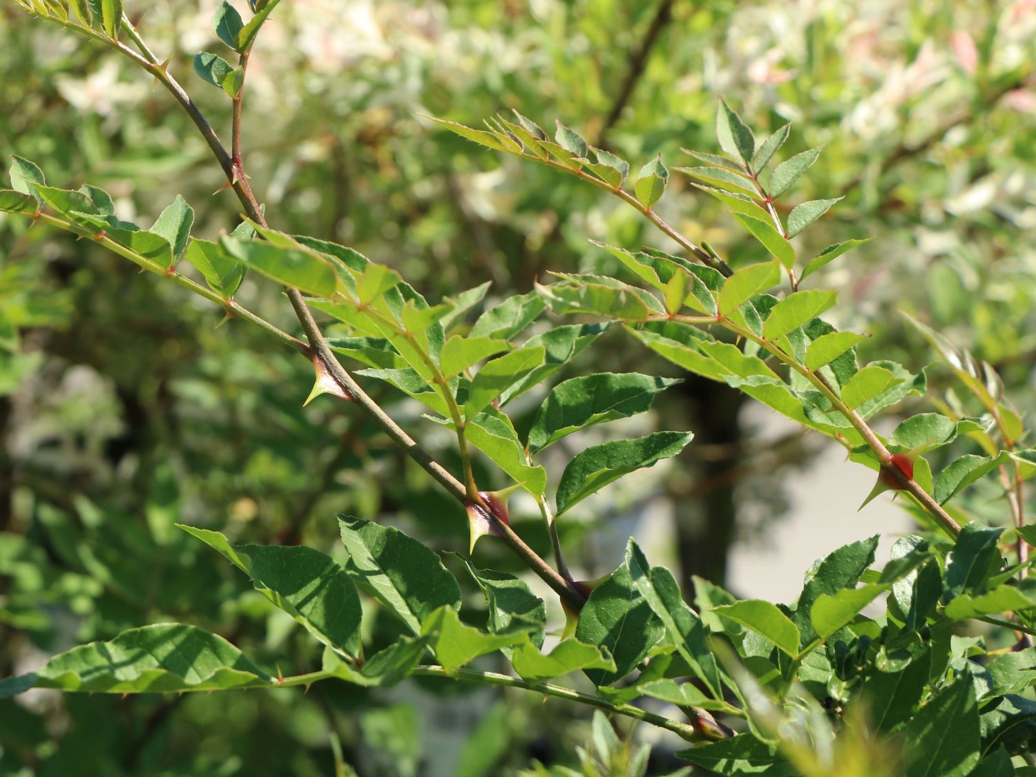 Gelbholz - Zanthoxylum americanum