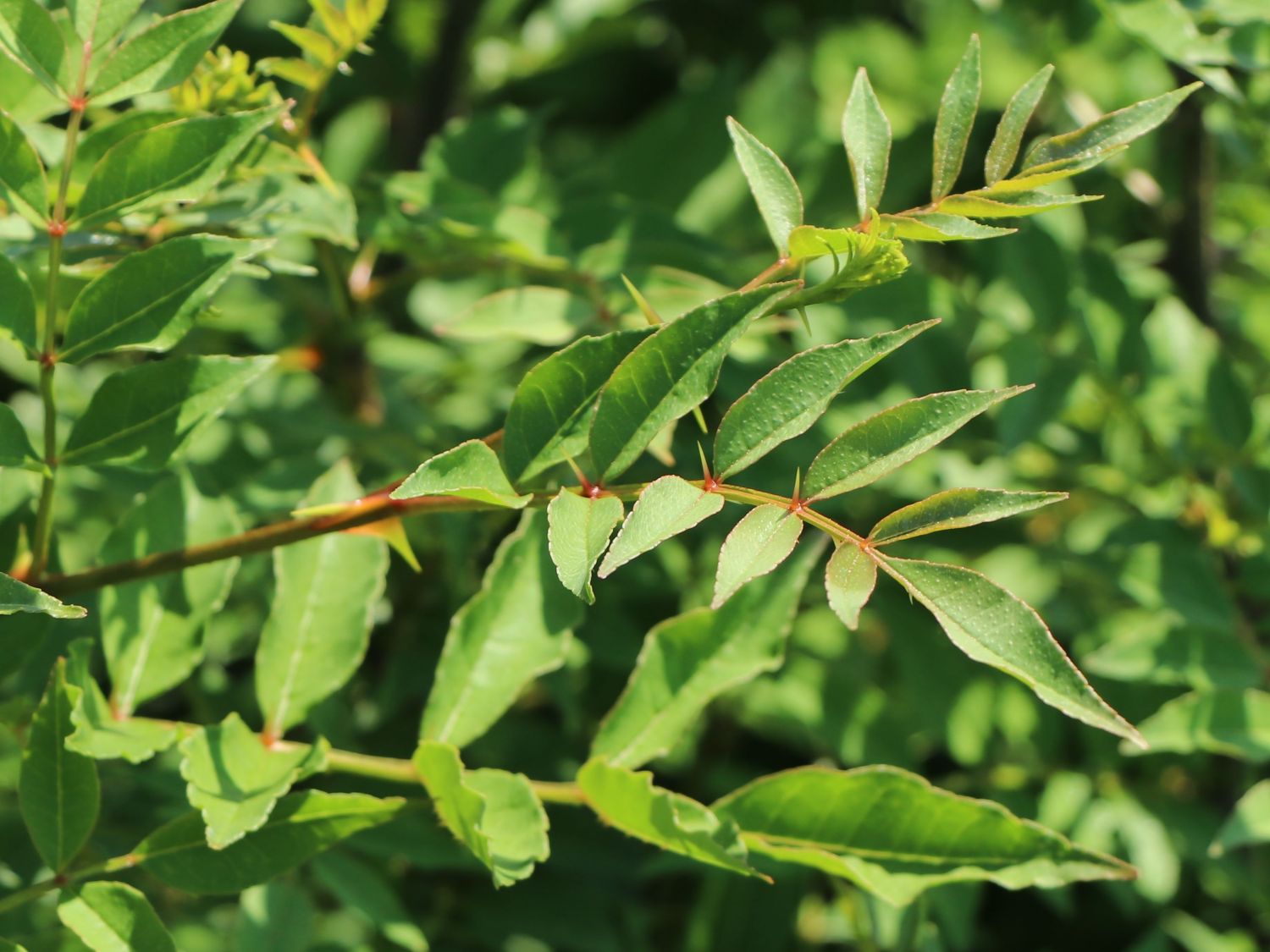 Gelbholz - Zanthoxylum americanum