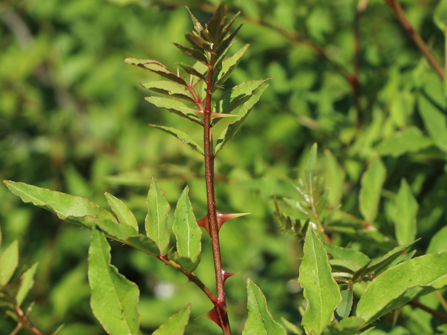 Gelbholz - Zanthoxylum americanum