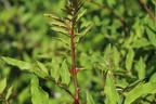 Gelbholz - Zanthoxylum americanum