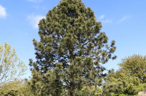 Gelbkiefer / Kiefer - Pinus ponderosa