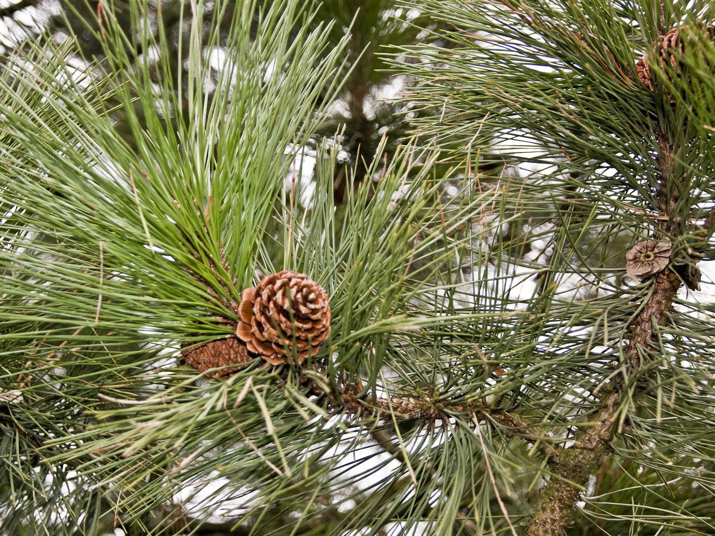 Kiefern (Pinus)