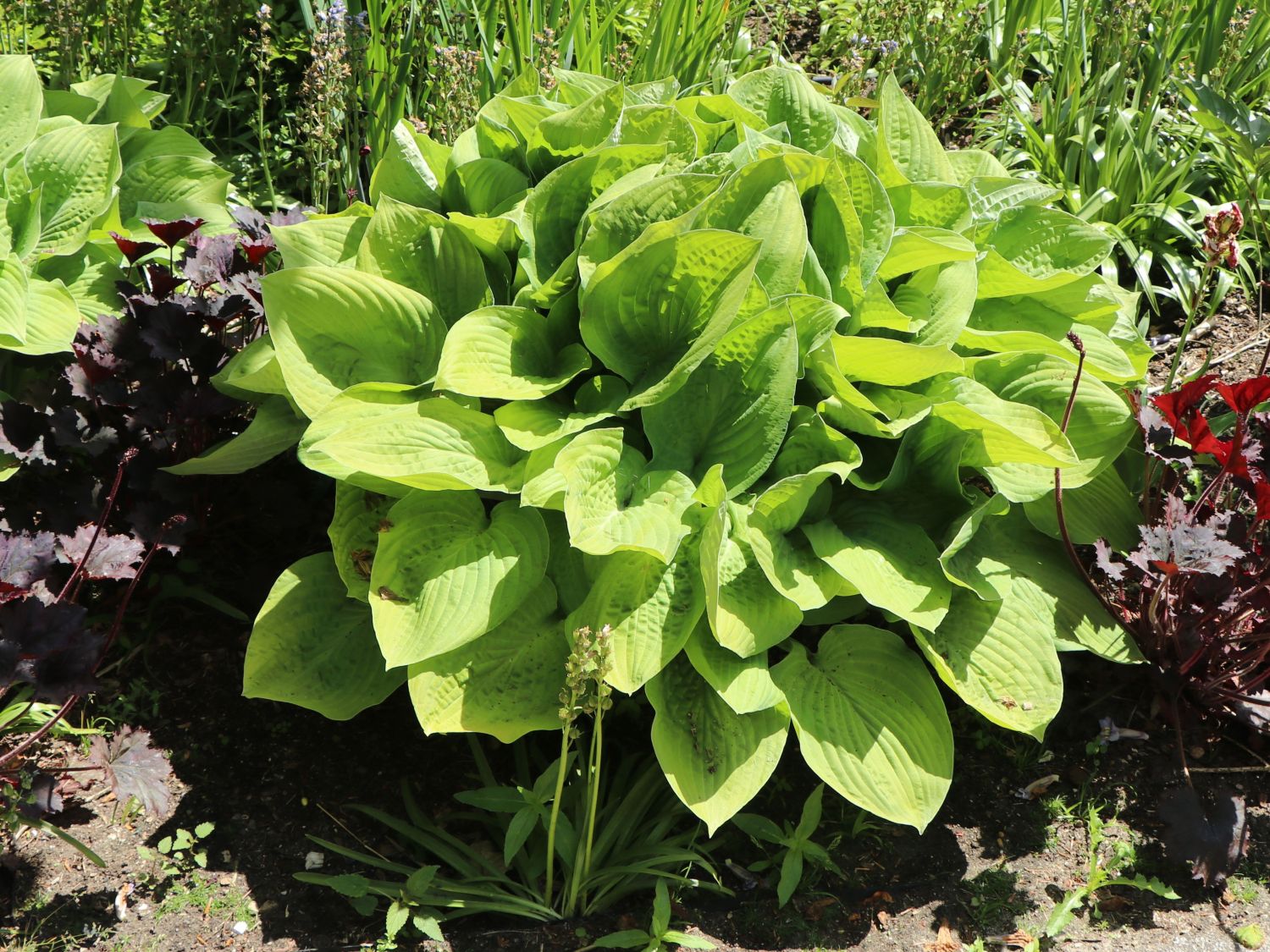 Gelblaubige Funkie 'August Moon'