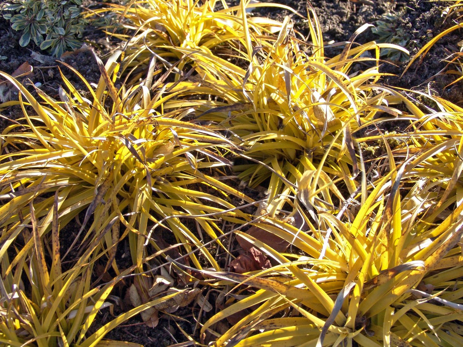 Wald-Hainsimse / Wald-Marbel 'Wintergold' ®