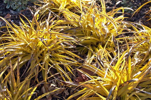 Wald-Hainsimse / Wald-Marbel 'Wintergold' ® - Luzula sylvatica 'Wintergold' ®